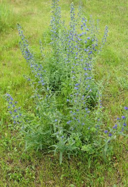 Echium vulgare olarak da bilinen viper's bugloss mor çiçekler ve blueweed bir çayırda
