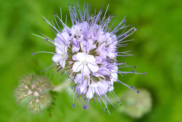 Yeşil Gübre Olarak Kullanılan Phacelia Tanacetifolia Akrep Otu — Stok fotoğraf