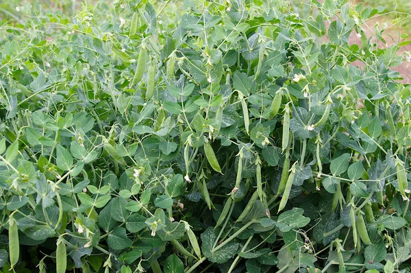 Planta Ervilha Pisum Sativum Exploração Biológica — Fotografia de Stock