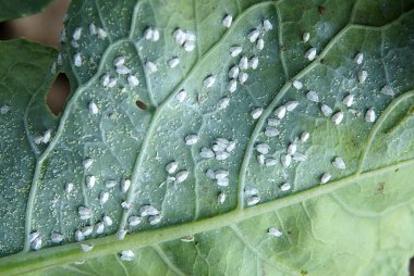 Karnabahar yaprağı Whitefly (Aleyrodes proletella) 