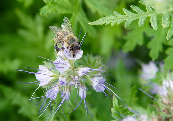 Пчела Apis Mellifera Цветах Фаселии — стоковое фото