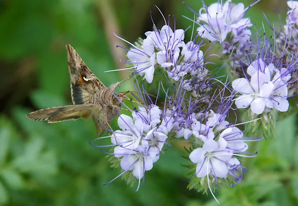 Lepidoptera Zwana Ćmy Sfinksowe Lub Ćmy Jastrzębie Kwiatach Phacelia — Zdjęcie stockowe