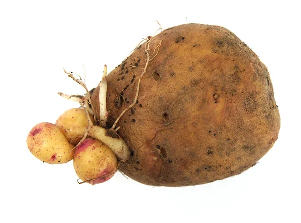 Depodan Eski Yumru Şeklinde Küçük Taze Patates Çubukları — Stok fotoğraf