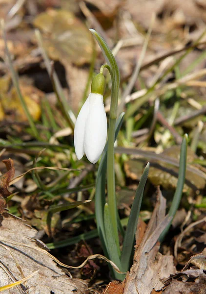 Flowers Small Bulbous Perennial Herbaceous Plants Galanthus Nivalis — Stock Photo, Image
