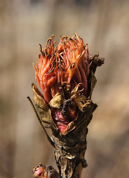 Jovens Rebentos Apertados Peônia Árvore Chinesa Paeonia Suffruticosa Início Primavera — Fotografia de Stock