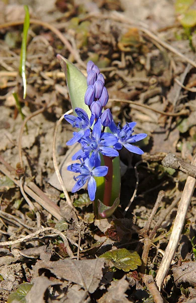 Alpine Squills Plants Scilla Bifolia Early Spring Photo Local Focus — Stock Photo, Image