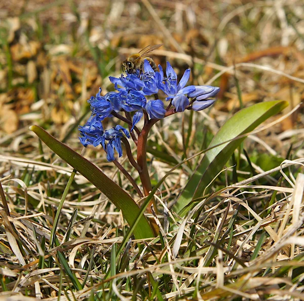 Lkbaharın Başlarında Alp Kasırgası Bitkileri Scilla Bifolia Yerel Odaklı Fotoğraf — Stok fotoğraf