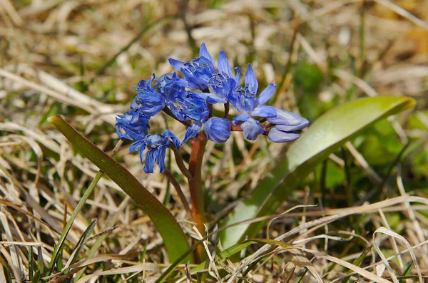 Plantas Squills Alpinas Scilla Bifolia Início Primavera Foto Com Foco — Fotografia de Stock