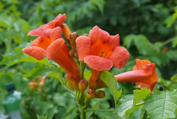 Trumpet Creeper Campsis Flowers Buds Image Local Focusing Shallow Depth — Stock Photo, Image