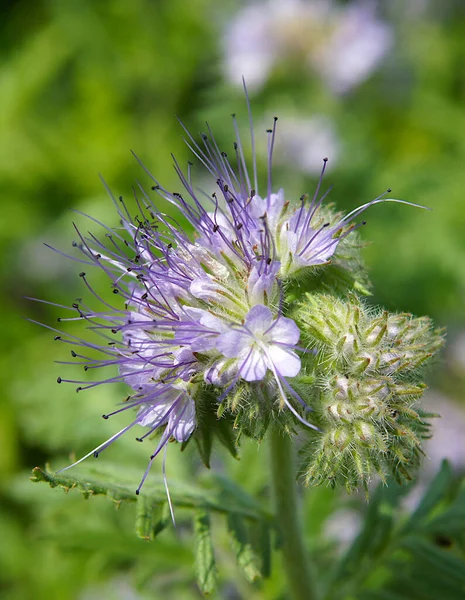 Phacelia Tanacetifolia Škorpionweed Používaná Jako Zelené Hnojivo Obrázek Lokálním Zaměřením — Stock fotografie