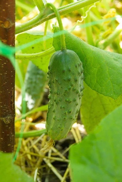 Fragment Cucumber Plant Young Fruits Image Local Focusing Shallow Depth — Stock Photo, Image