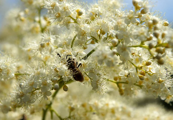 Sorbaria Sorbifolia Enfeksiyonu Bahçedeki Sahte Spiraea Yerel Odaklanma Alanın Sığ — Stok fotoğraf