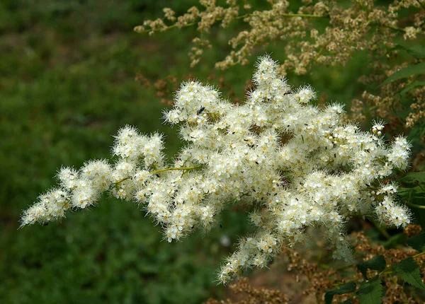 Inflorescence Sorbaria Sorbifolia Fausse Spirée Dans Jardin Image Avec Mise — Photo
