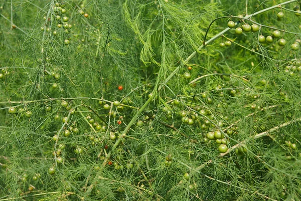 Bayas Inmaduras Planta Espárragos Jardín Imagen Con Enfoque Local Poca — Foto de Stock