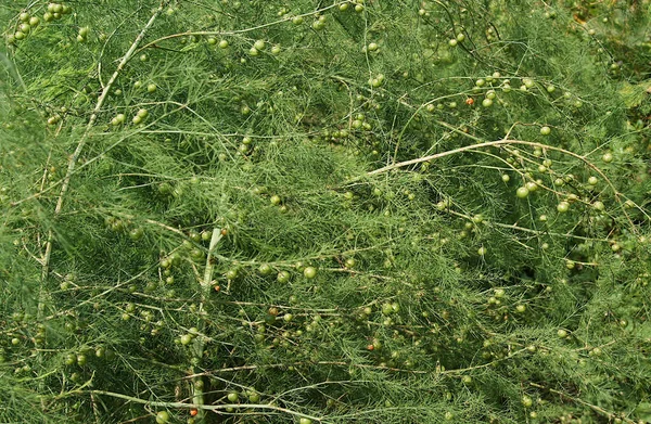 庭のアスパラガス植物の熟していない果実 局所焦点距離と被写界深度の浅い画像 — ストック写真