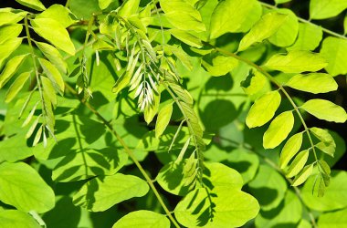Robinia Psödoacia 'nın taze yaprakları ya da siyah çekirge 