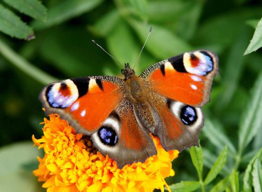 Renkli kelebek Avrupa tavus kuşu daha çok tavus kuşu kelebeği olarak bilinir