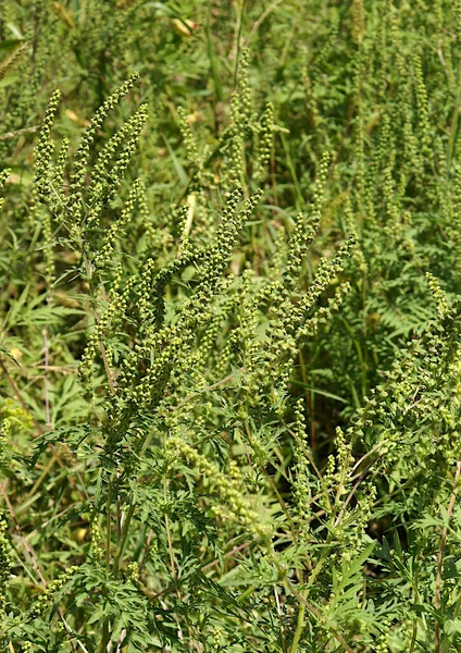 アンブロシアArtemisiifoliaは ヨーロッパで自然化された広範な侵入種と雑草です — ストック写真