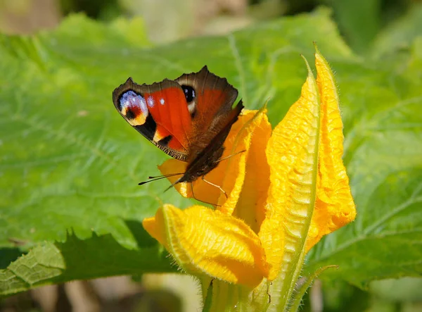 Mariposa Colorida Pavo Real Europeo Más Comúnmente Conocido Como Mariposa — Foto de Stock