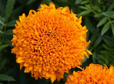 Güzel kadife çiçeği Tagetes erecta çiçek doğal arka plan olarak