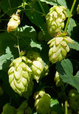 Yeşil atlama (Humulus lupulus) çok dekoratif görünüyor.
