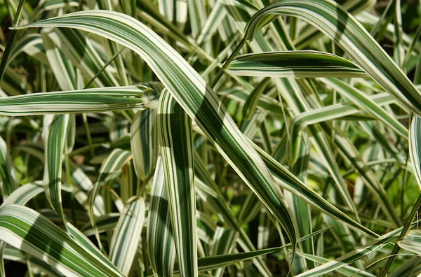 Feuilles Rayées Herbe Ornementale Holcus Mollis Variegatus Comme Fond Naturel — Photo