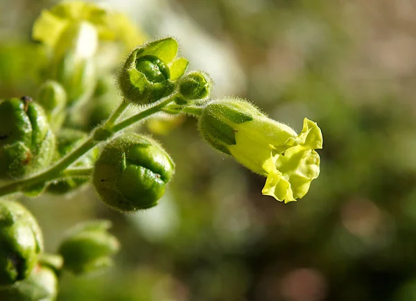 Жовті Квіти Тютюнових Рослин Nicotiana Tabacum Полі — стокове фото