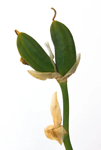 Fruit Iris Has Strange Beautiful Shape — Stock Photo, Image