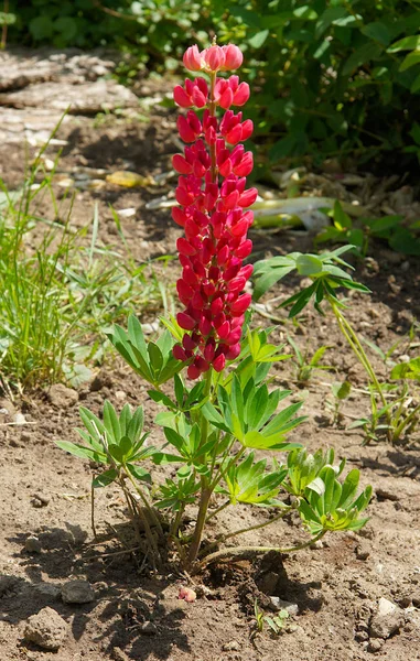Jasně Červené Lupiny Lupinus Perennis Květiny Zahradě — Stock fotografie