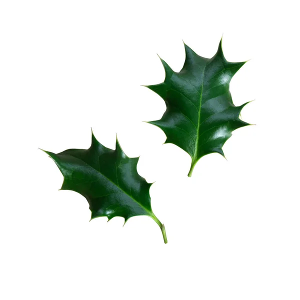 Holly Árvore Verde Folhas Conjunto Elemento Decoração Recorte Caminho Cortar — Fotografia de Stock