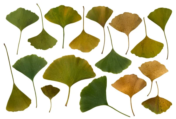 Zielone Żółte Świeże Liście Miłorzębu Odizolowane Lecznicze Organiczne Zbliżenie Roślin — Zdjęcie stockowe