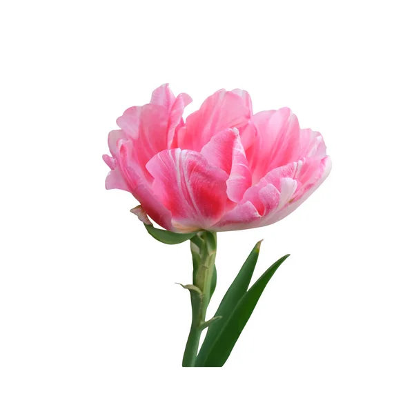 Pink Tulip Garden Flower Cutout Clipping Path Object White Background — Stock Photo, Image