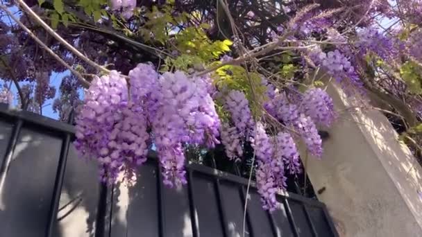 杨树枝条盛开在春日的艳阳天 有淡淡的风 淡紫色的花 — 图库视频影像