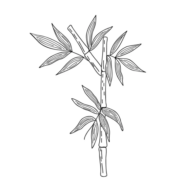 Μπαμπού αφήνει απλή γραμμική στυλ διανυσματική απεικόνιση, παραδοσιακό ιαπωνικό φυτό, ανατολίτικο διακοσμητικό στολίδι για το σχεδιασμό, ευχετήρια κάρτα, πρότυπο, banner, zen έννοια — Διανυσματικό Αρχείο