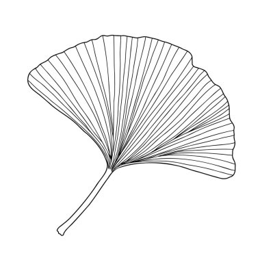 Taze ginkgo yaprağı siyah beyaz çizilmiş el çizimi vektör çizimi, çiçekli tıbbi organik bitki, Japon kültür sembolü, çevre dostu konsept