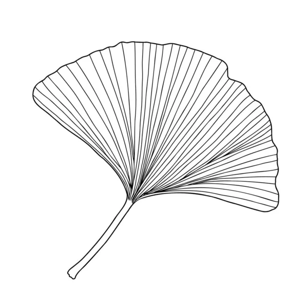 Taze ginkgo yaprağı siyah beyaz çizilmiş el çizimi vektör çizimi, çiçekli tıbbi organik bitki, Japon kültür sembolü, çevre dostu konsept