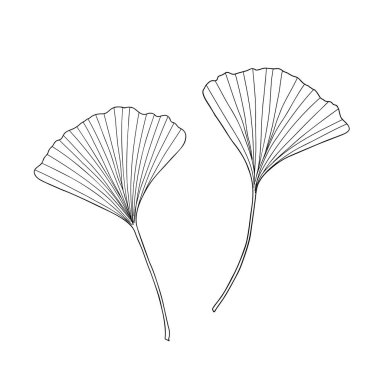 Taze ginkgo siyah beyaz çizgili el çizimi vektör çizimi, çiçeksel tıbbi organik ayrıntılı bitki, Japon kültürel sembolü, çevre dostu kavram