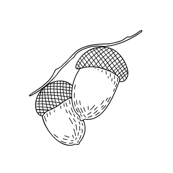 Acorn roble árbol semilla simple dibujado a mano esquema vector ilustración, otoño caída diseño elemento — Vector de stock