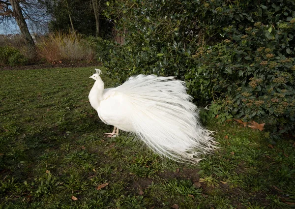 Beautiful White Feathered Peacock Green Winter Grass Big Wild Bird — Stockfoto