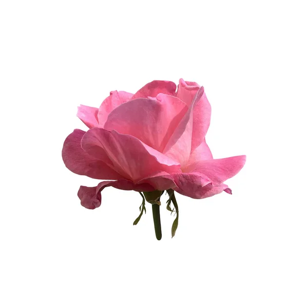 Розовая Изолированная Роза Стебель Листьев Деликатная Цветочная Ветвь Белом Фоне — стоковое фото