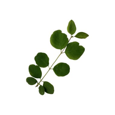 Parlak yeşil yaprak, izole nesne, beyaz arka planda kesme elementi, mevsimsel bahar veya yaz renkli ruh hali, yumuşak odak ve kırpma yolu