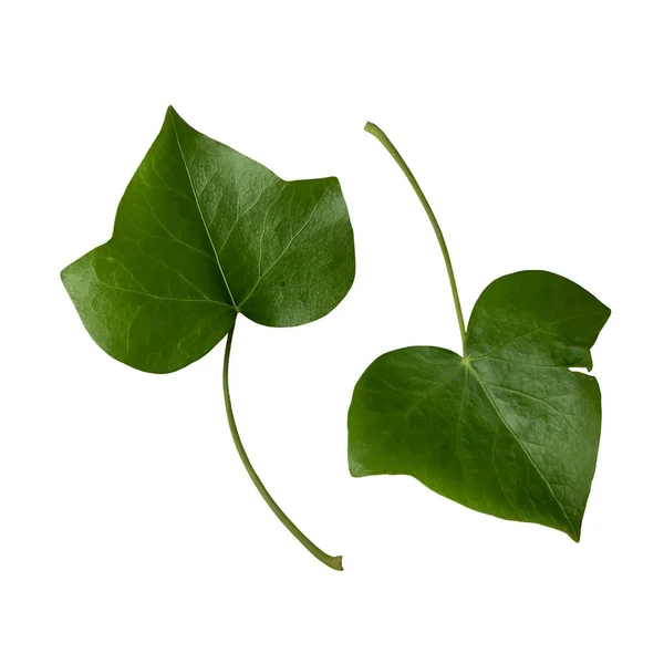 Bright Young Green Leaves Set Isolated Object Cutout Element White — Stock Fotó
