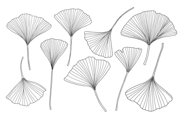 Fresh Ginkgo Leaves Set Black White Outline Hand Drawn Vector — стоковий вектор