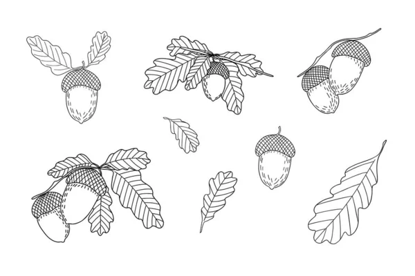 橡木种子 叶枝套 简易手绘矢量图解 秋季秋季设计元素 感恩节庆祝 收获时间概念 — 图库矢量图片