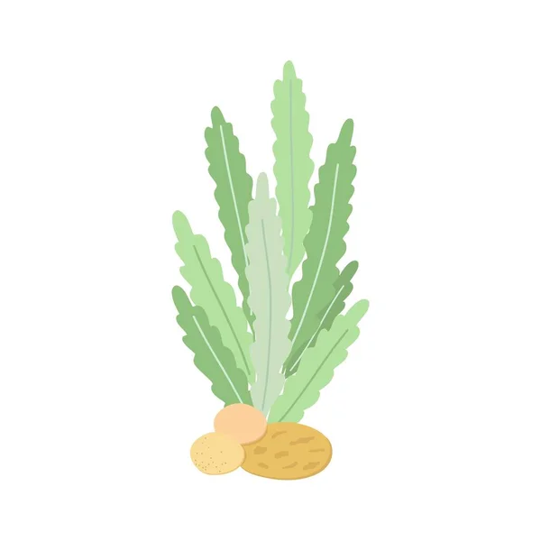 Sea Weed Cute Wildlife Vector Illustration Underwater Sea Plants Cartoon — Stock vektor