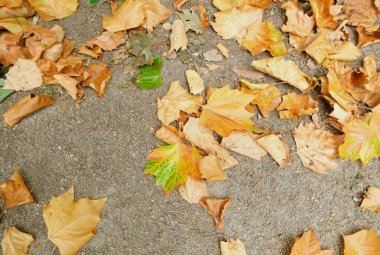 Yellow autumn fallen leaves lying on the ground, seasonal natural background, eco-friendly environmental concept, bright vibrant colors