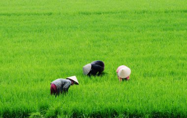 Konik şapkalı kadınlar pirinç alan, mekong delta, Güney vietnam üzerinde çalışma.