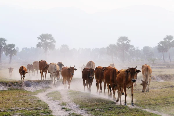 Cows going home in the dust at the end of day, Vietnam — Stock Photo, Image