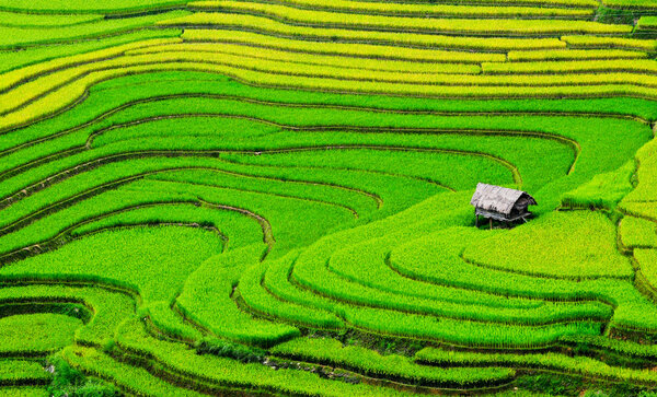 Beautiful terrace rice field with small houses in northwest Vietnam.
