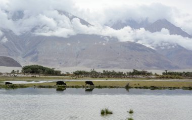Kuzey Hindistan, Ladakh 'ın dağ manzarası. Ladakh, Jammu ve Kashmir eyaletinin çorak ama güzel bir bölgesidir..
